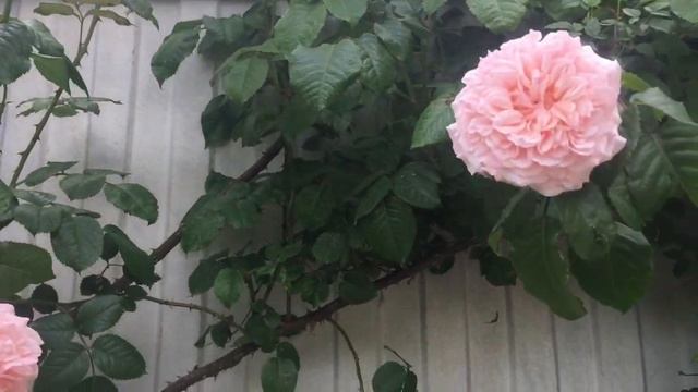 Rose de Tolbiac ® Kordes Германия, 1998
Клаймбер смотреть онлайн