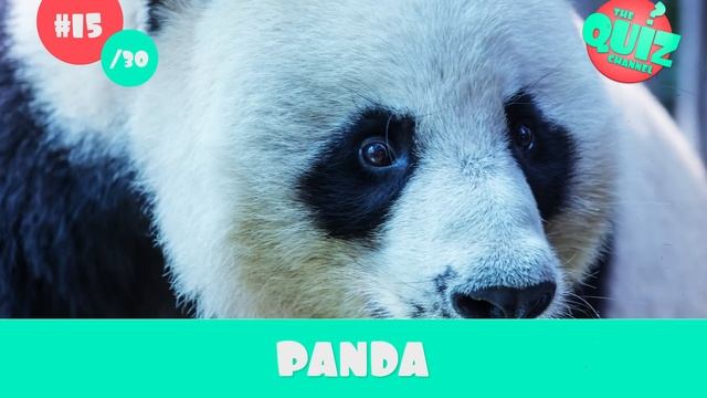 Guess The Animal From A Close-Up Picture Quiz