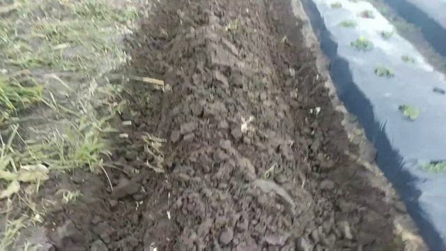 ??Новый бугор для клубники, под новый сорт? #клубника #какбыстросделатьбугордляклубники #какяготов смотреть онлайн