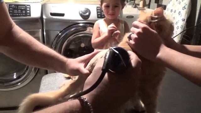 Zam - Zam Стрижка Котиков! Cat Grooming!