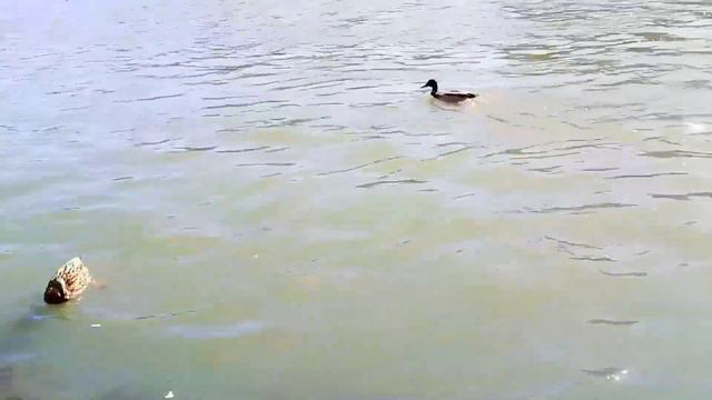 Весна! Природа. Закарпаття. смотреть онлайн