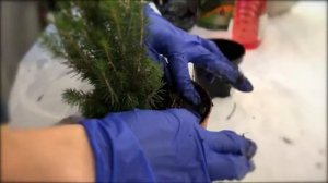 уДАЧное решение: рассказываем, как вырастить дома ёлку в горшке