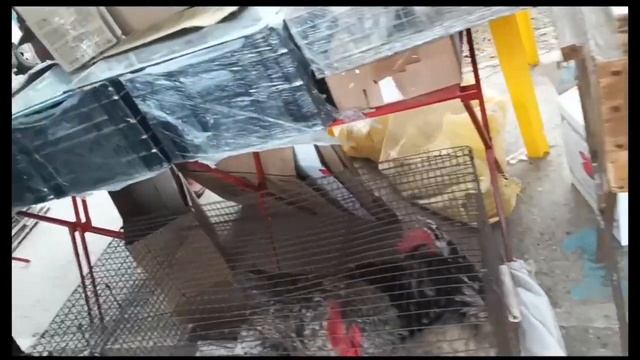 Поехали на птичий #рынок /кого мы #продали смотреть онлайн