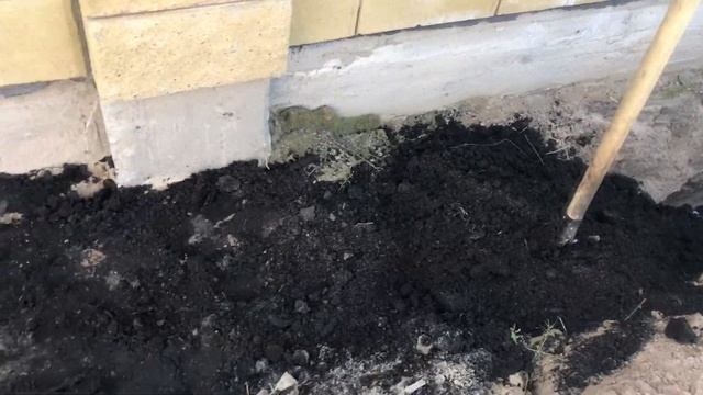 ТУИ | КАК ПОСАДИТЬ ТУИ ПРАВИЛЬНО