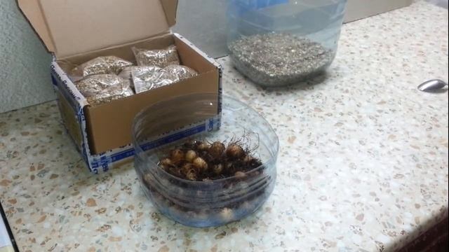 Как подготовить глоксинии на зимовку смотреть онлайн