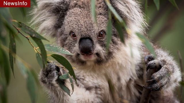 Коалы на грани исчезновения [НОВОСТИ, ИССЛЕДОВАНИЯ] смотреть онлайн
