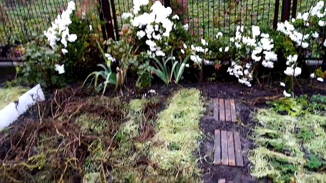 Теплая грядка, готовлю мульчу с осени смотреть онлайн