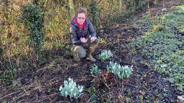 Best Snowdrops For The Garden