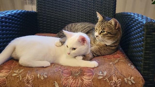 Барсик и котята Communication of generations смотреть онлайн