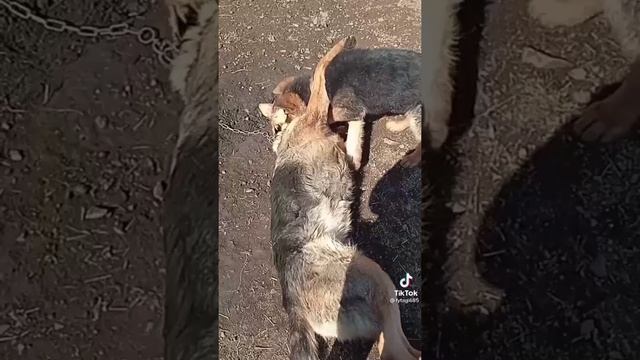 немецкие овчарки/тик ток/собаки смотреть онлайн