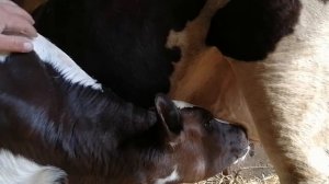 ??#ПЕРЕВОЗКА КОРОВ, ТЕЛЯТ, ЛОШАДЕЙ#ТЕЛЕФОН В ОПИСАНИЕ #?????