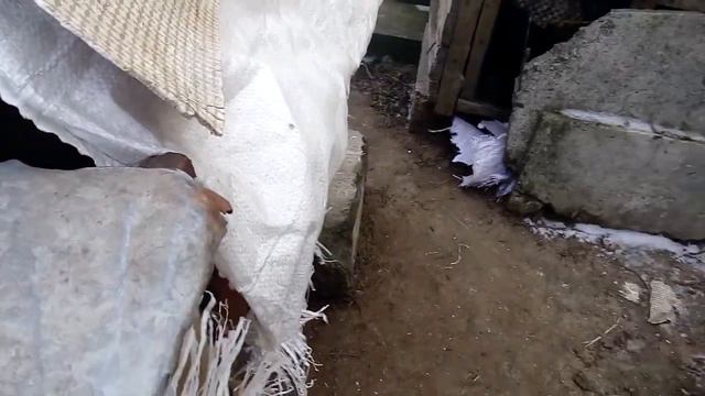 Новозеландский чёрный кролик выскочка без трёх дней скоро будет три месяца смотреть онлайн