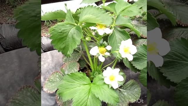 Клубника в теплице смотреть онлайн