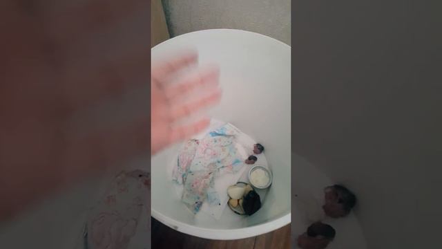 Жизнь джунгарских хомяков , хомячиха родила хомячат 😍