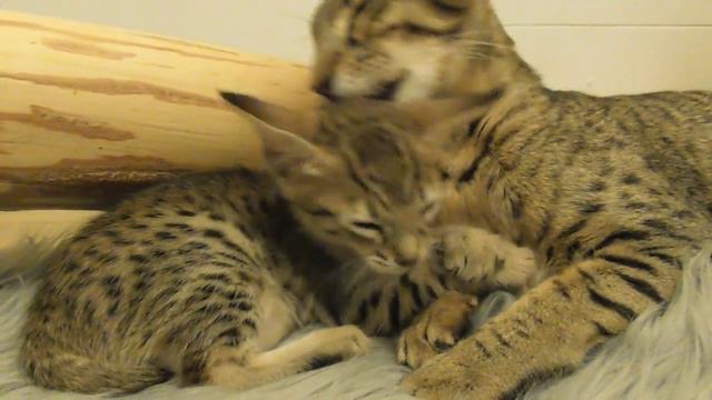 SavannahSweden Quantum Quill смотреть онлайн