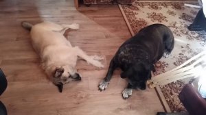 Звуки ультразвука #Звуки, которые должны отпугивать  собак. Правда или нет?  Реакция на #ультразвук