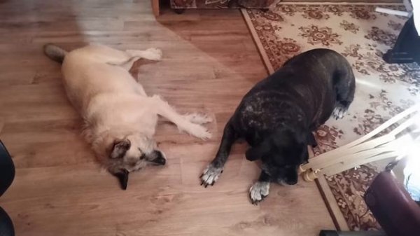 Звуки ультразвука #Звуки, которые должны отпугивать собак. Правда или нет? Реакция на #ультразвук