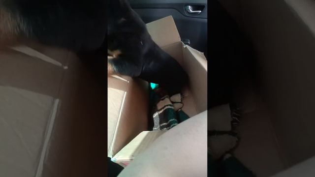 отправляем малыша новым хозяевам ,грустно расставаться ((( сладкий мальчик смотреть онлайн