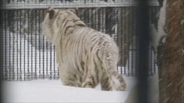 Бенгальский тигр Зао любит когда с ним разговаривают 23.01.2023 смотреть онлайн