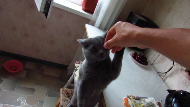 Котик пробует корм [Sheba - Sauce LOVER - mit Lachs] С Лососем смотреть онлайн