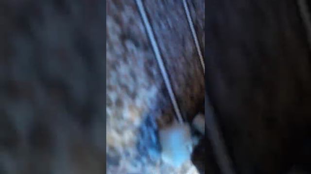 Чем кормить куницу?🤔?Дадим кусочек сахара☝️ смотреть онлайн