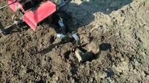 Мотоблок зарывается в мягком грунте? Оригинальное решение проблемы есть!