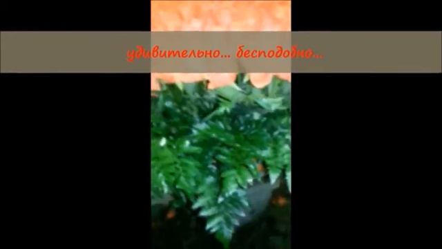 корзина 301 оранжевая роза смотреть онлайн