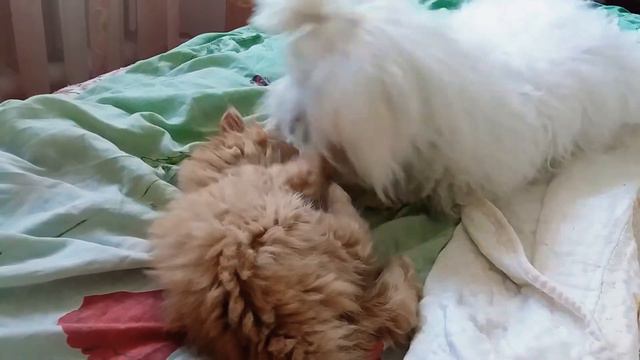 Персидские котята и мальтезе смотреть онлайн