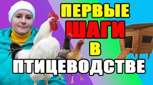 Первые шаги в птицеводстве. С чего начать.