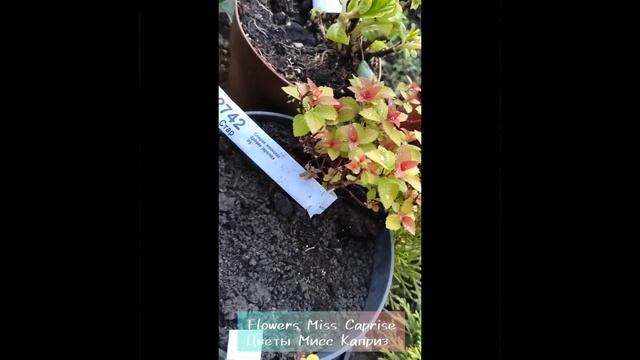 Спирея Мерло Стар (Spiraea japonica Merlo Star) спустя несколько дней после пересылки. смотреть онлайн