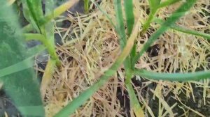 Почему желтеет чеснок? Как спасти чеснок от пожелтения?