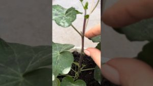 Формирование плющелистной пеларгонии. Вариантов несколько.