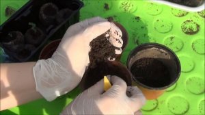 Как вырастить ГОЛУБИКУ из семян без особых проблем. Советы от DelaOgorodnieTv