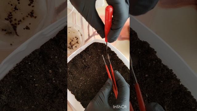 Кохия. Посев, первые всходы. смотреть онлайн