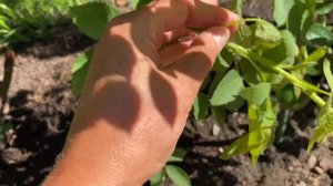 КАК ОПРЕДЕЛИТЬ ЭТО У ВАС РОЗА ИЛИ ПОРОСЛЬ ШИПОВНИКА?