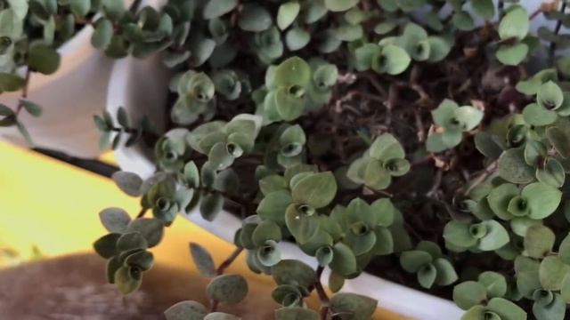 UPDATE! PROPAGATING CALLISIA REPENS BIANCA'S GREEN LEAVES | SUCCESSFUL! | Ep.2 смотреть онлайн