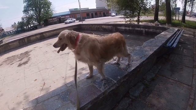 Линда заболела. Понос у собаки. Продолжение следует... смотреть онлайн