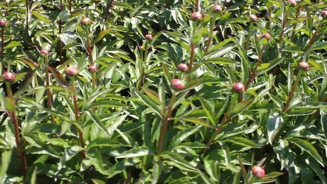 Florence Nichols | R2 Flowers BV | Peonies смотреть онлайн