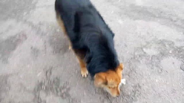 Муха следит за порядком смотреть онлайн