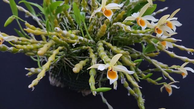 Dendrobium aphrodite 덴드로비움 아프로디테 смотреть онлайн