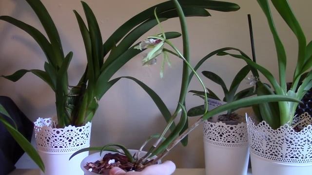 Orchid Spotlight: Brassocattleya Green Bird (Bc Binosa x B Little Stars) смотреть онлайн
