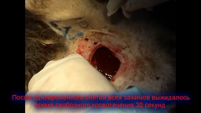 Испытание Селокс (Celox) - модель ранения сосудов конечностей