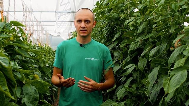При таком поливе перца вы всегда будете с урожаем. Основные принципы полива перца. Суперполив. смотреть онлайн