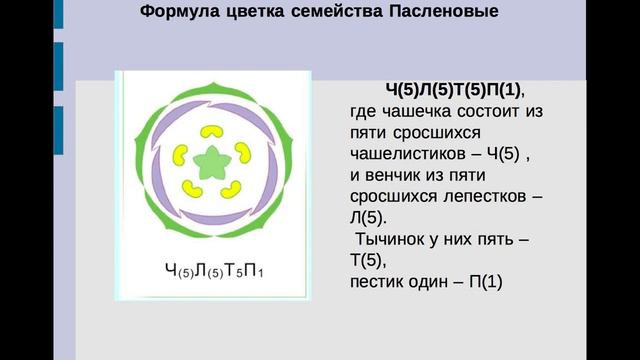 Строение цветка семейства пасленовых смотреть онлайн