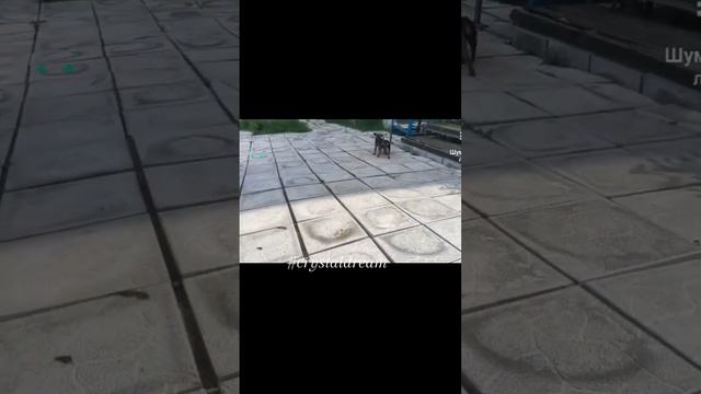 ПТИ брабансон и Чихуа эти девочки ждут владельцев. Август 2023 .