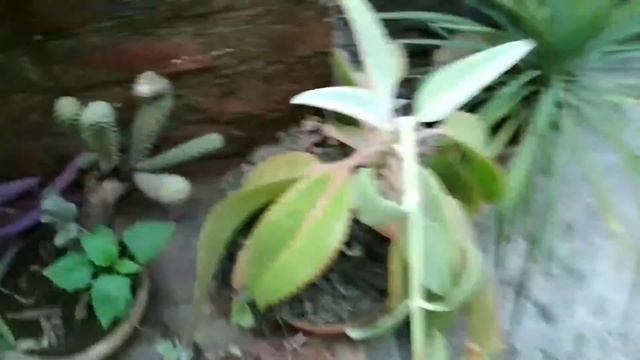 Pattharchatta Plant/Bryophyllum Pinnatum/miracle Plant/ Care And Benifits