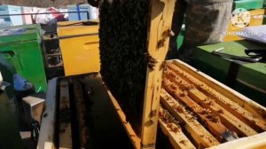 улья ппу, чистим донья, сокращаем гнездо.