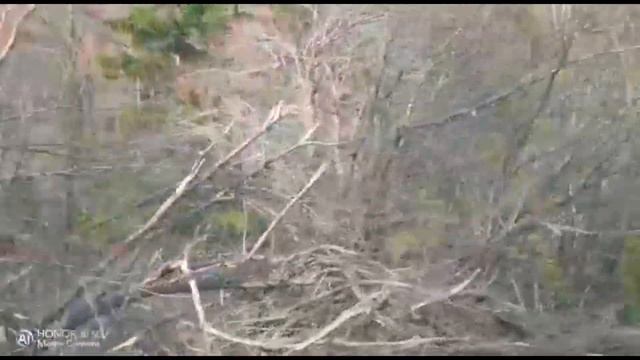 Старая дорога через тайгу в кызыл смотреть онлайн