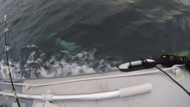 ШОУ ДЕЛЬФИНОВ В МОРЕ БАРЕНЦЕВОМ / DOLPHIN SHOW AT SEA BARENTS смотреть онлайн
