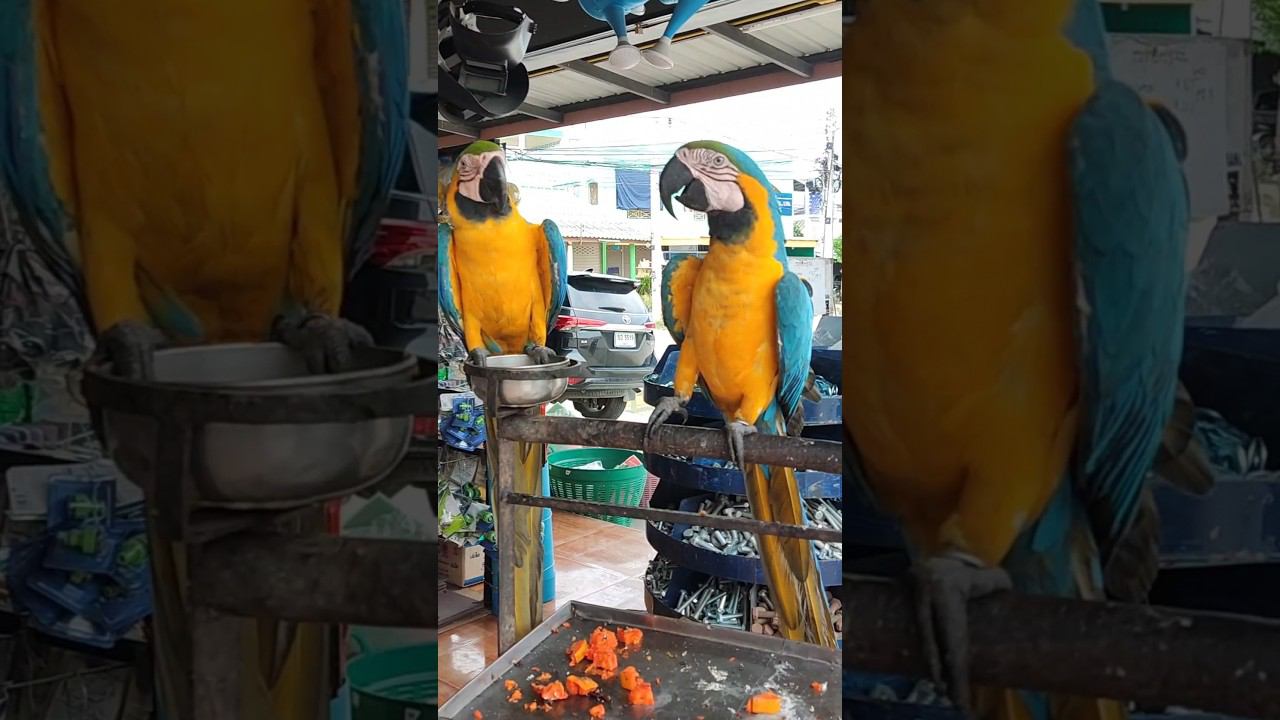 Большие попугаи ара. Пара года